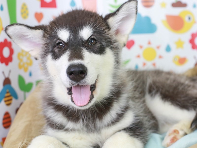 Alaskan Malamute-Female-Black and White-3056665-Animal Kingdom | Puppies N Love