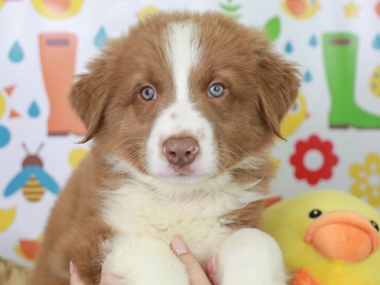 Australian Shepherd