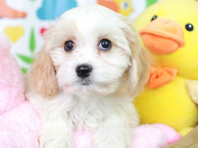 Cavachon