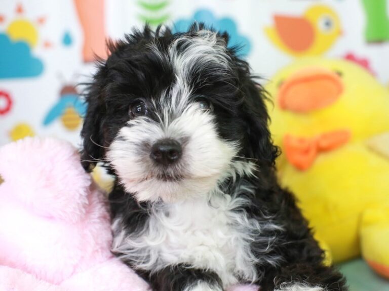 Mini Sheepadoodle