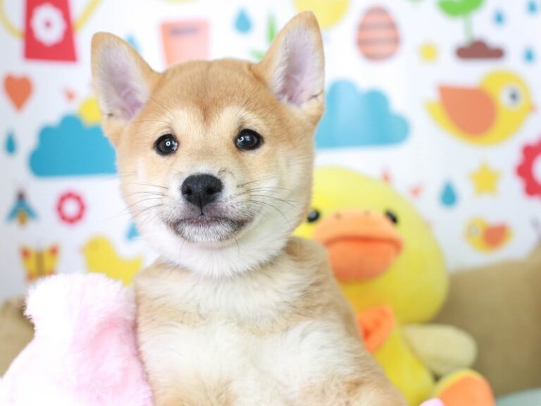 Shiba Inu