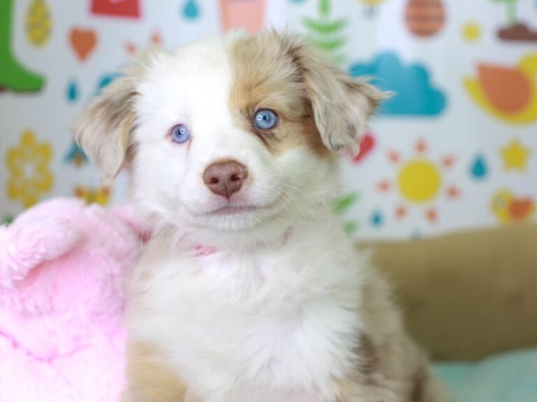 Mini Aussie