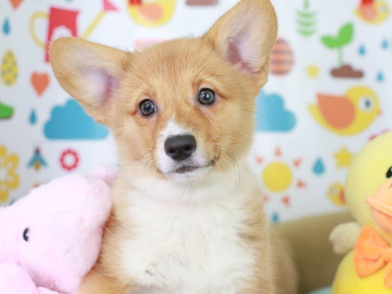 Pembroke Welsh Corgi