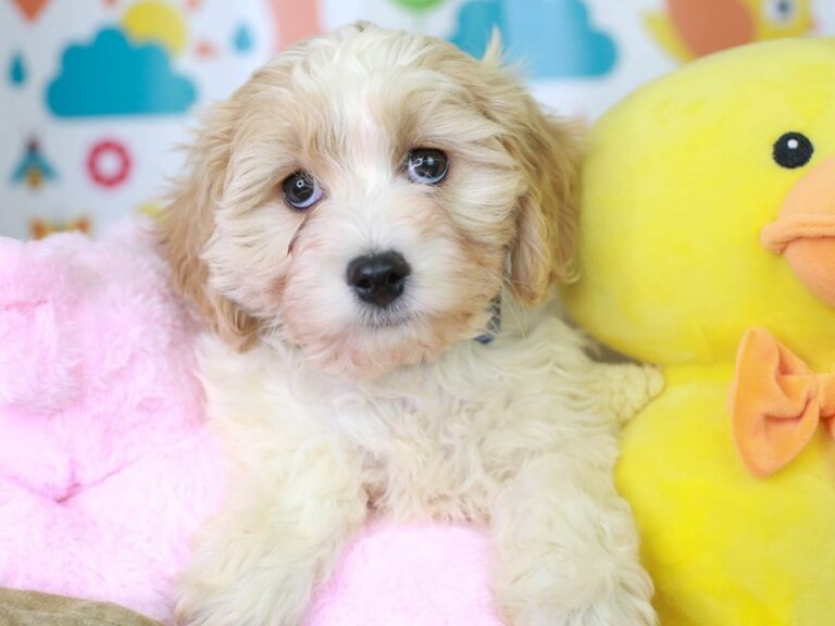 Cavachon