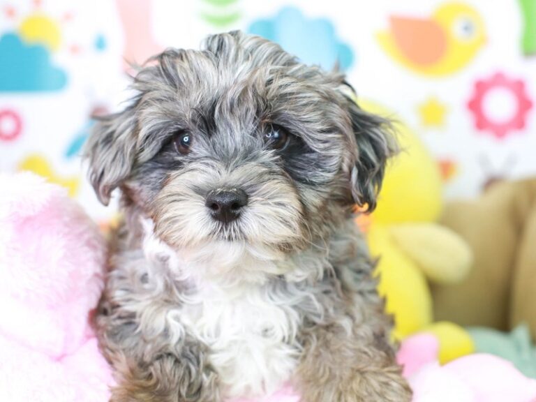 Maltipoo
