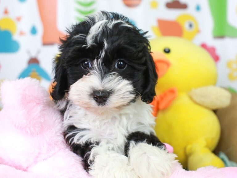 Mini Sheepadoodle