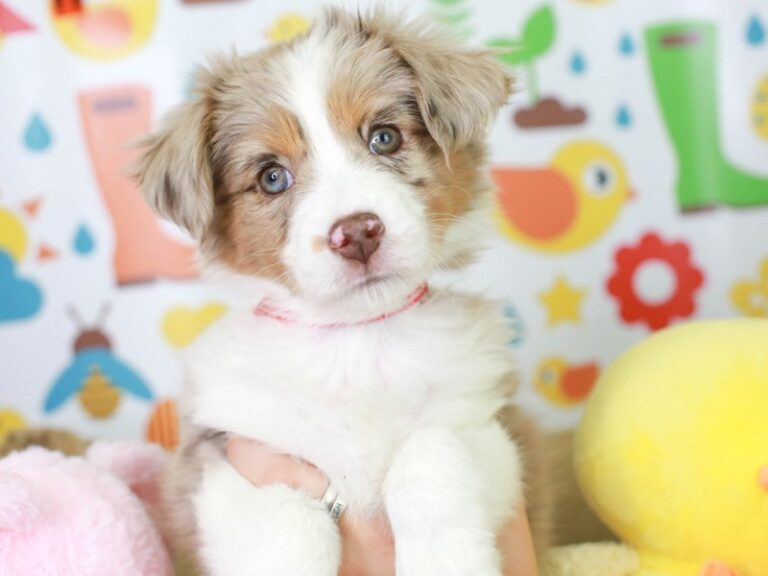 Mini Aussie