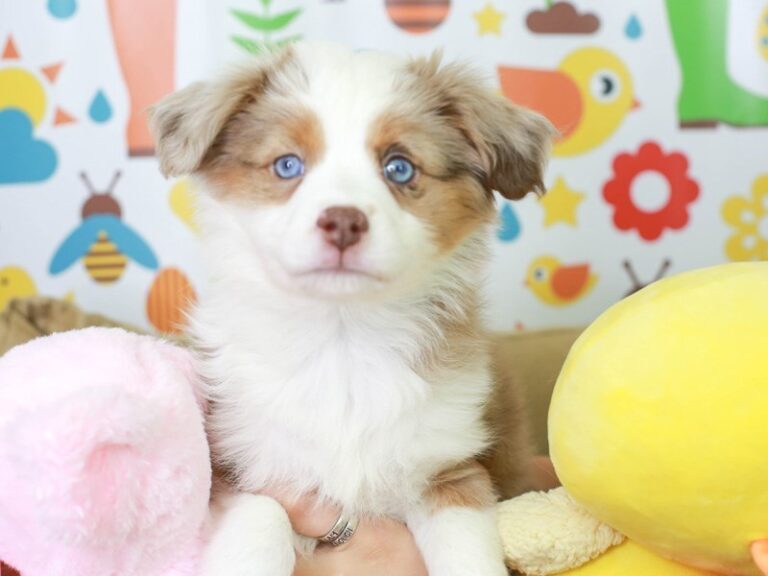 Mini Aussie