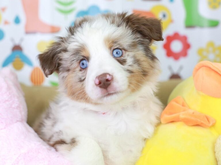 Mini Aussie