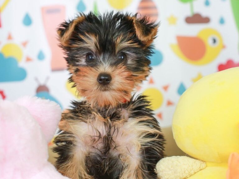 Yorkshire Terrier