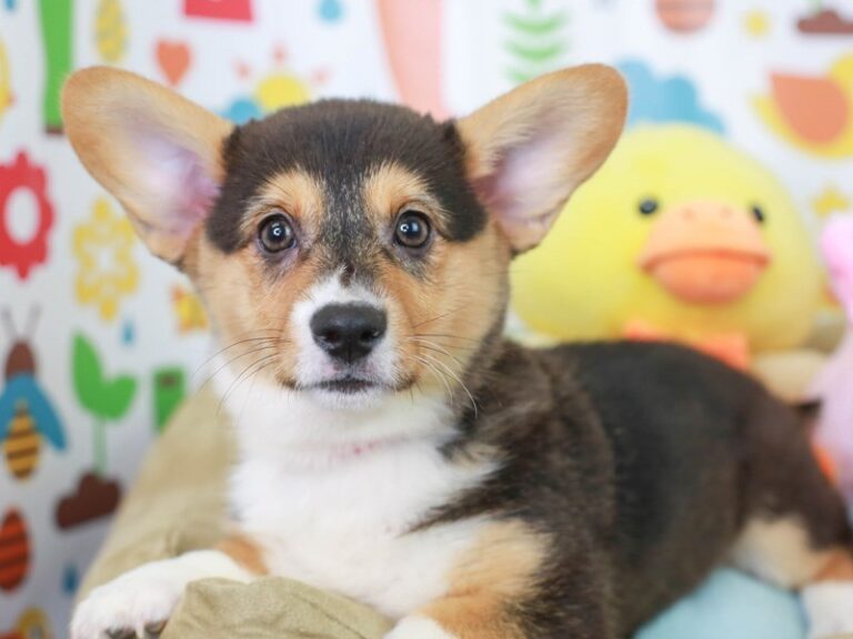 Pembroke Welsh Corgi