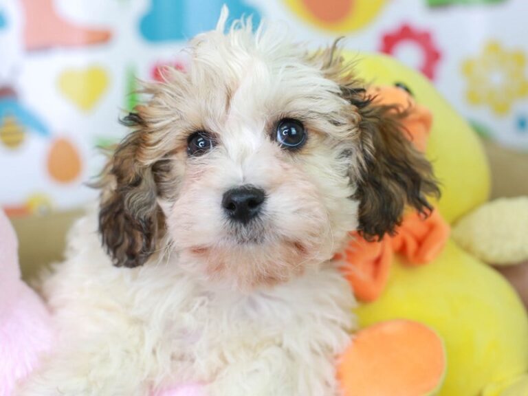 Cavachon