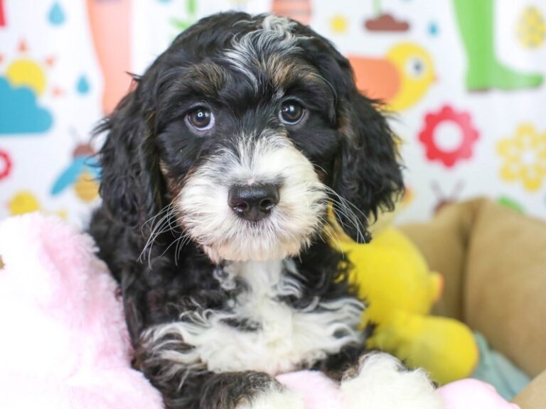 Mini Bernedoodle
