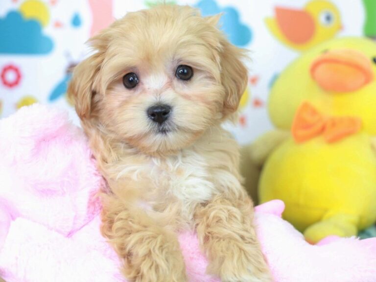 Maltipoo