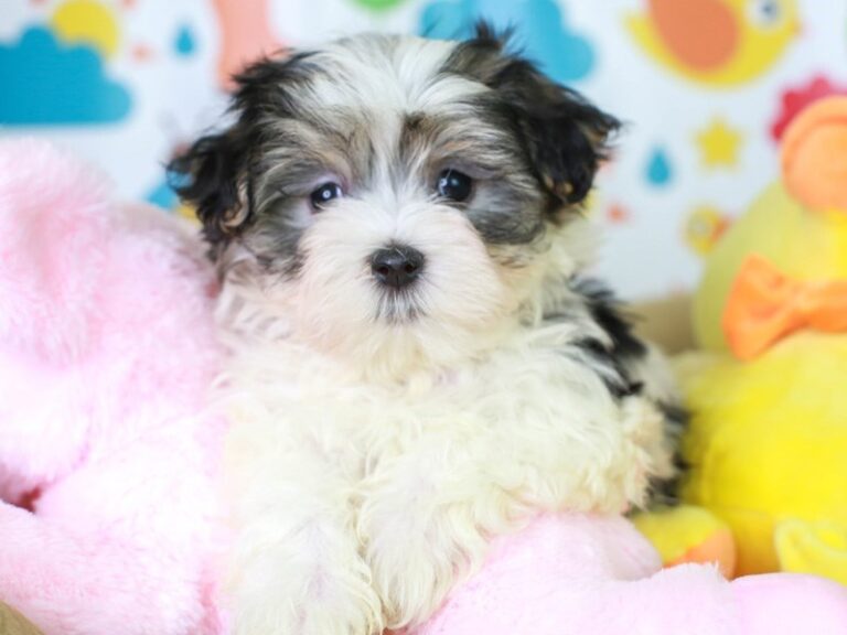 Morkie