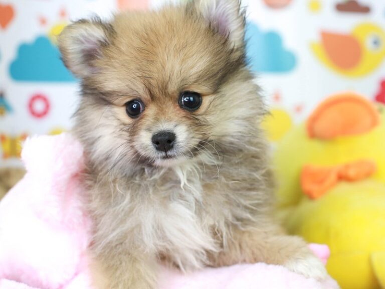 Pomeranian