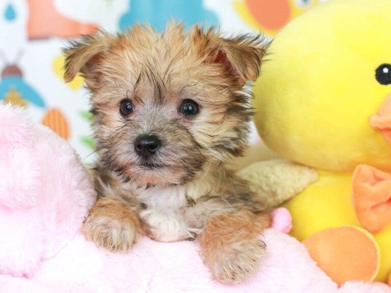 Morkie