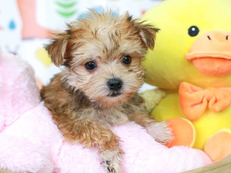 Morkie