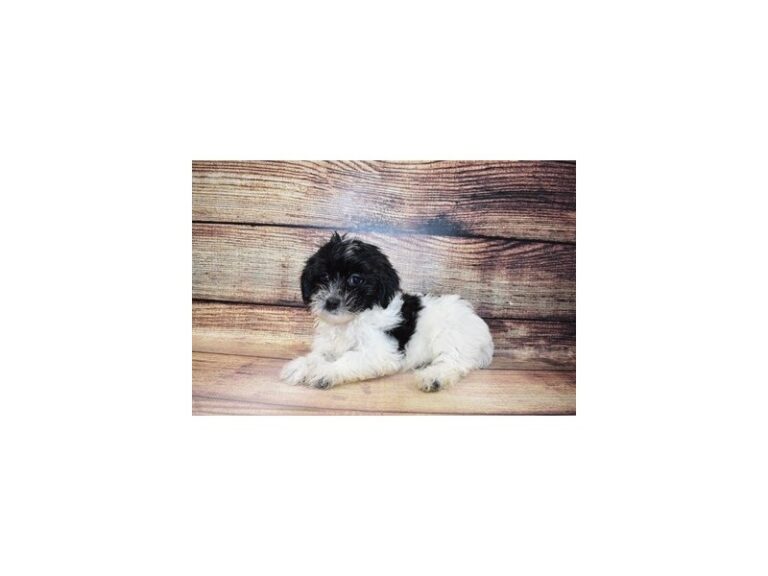 Havanese