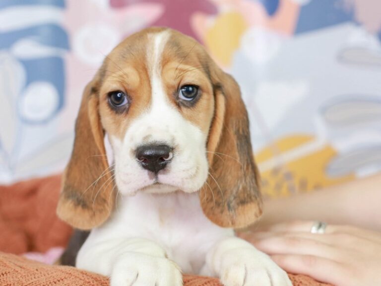 Beagle
