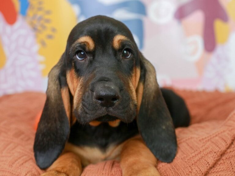Bloodhound