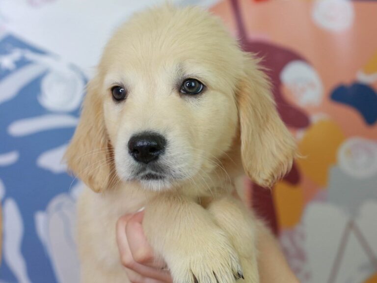 Golden Retriever