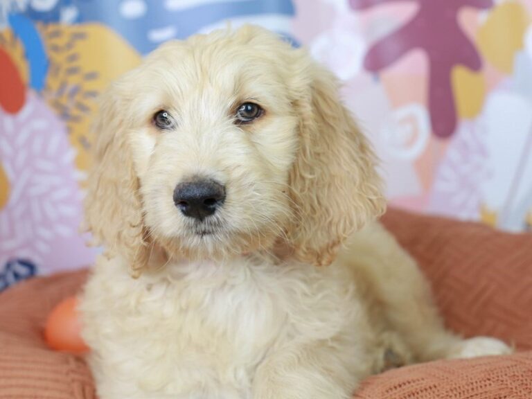 Goldendoodle