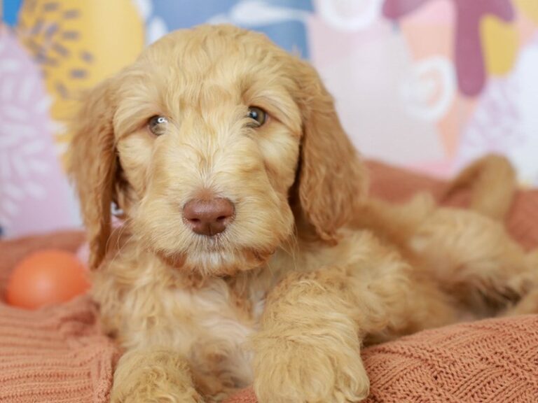 Goldendoodle