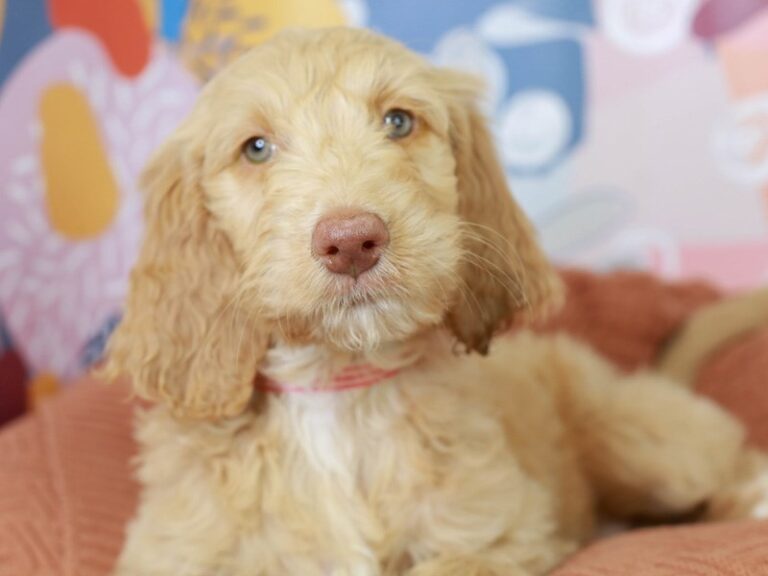 Goldendoodle
