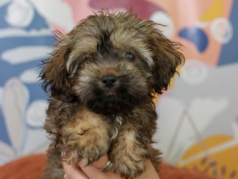 Cockatzu-Female-GOLD-3090816-Animal Kingdom | Puppies N Love