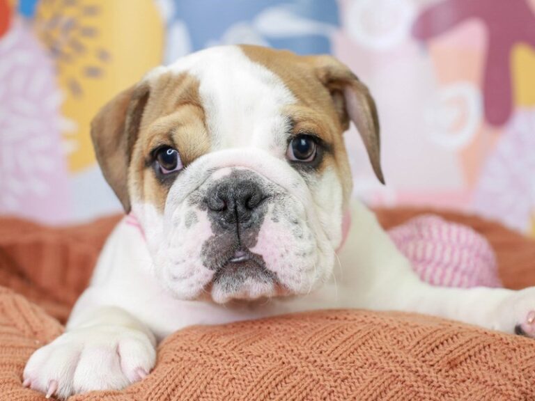 English Bulldog