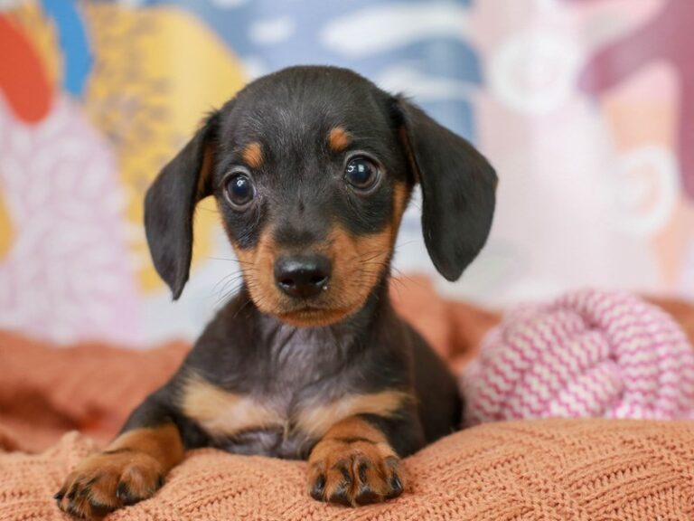 Dachshund