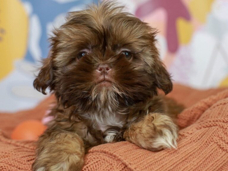 Shih Tzu