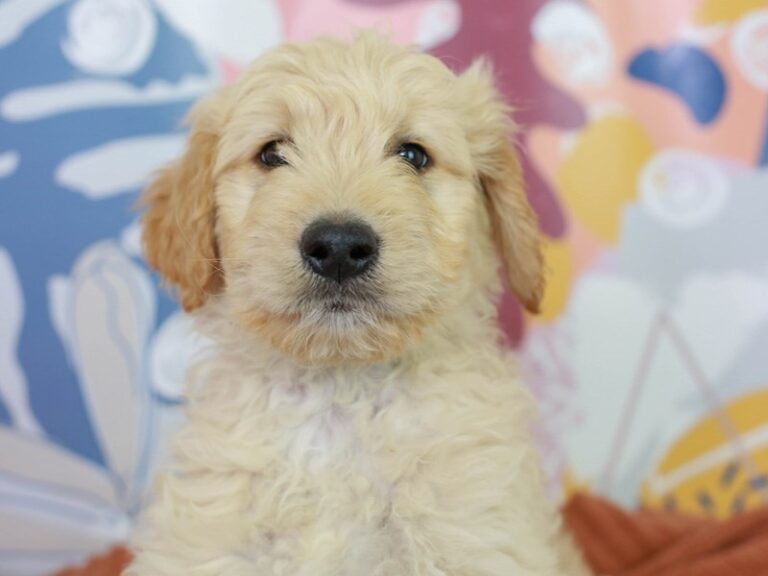 Goldendoodle