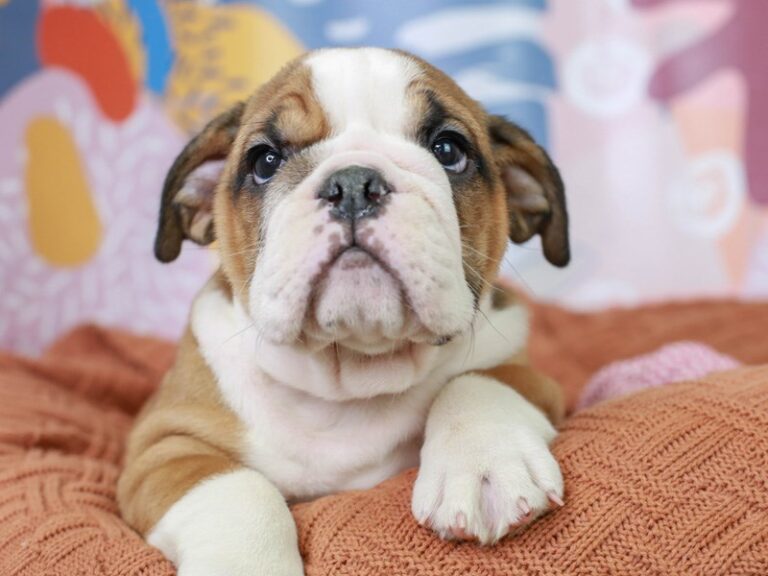 English Bulldog