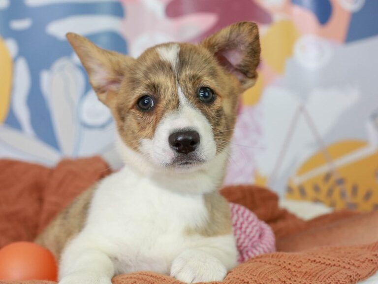 Pembroke Welsh Corgi