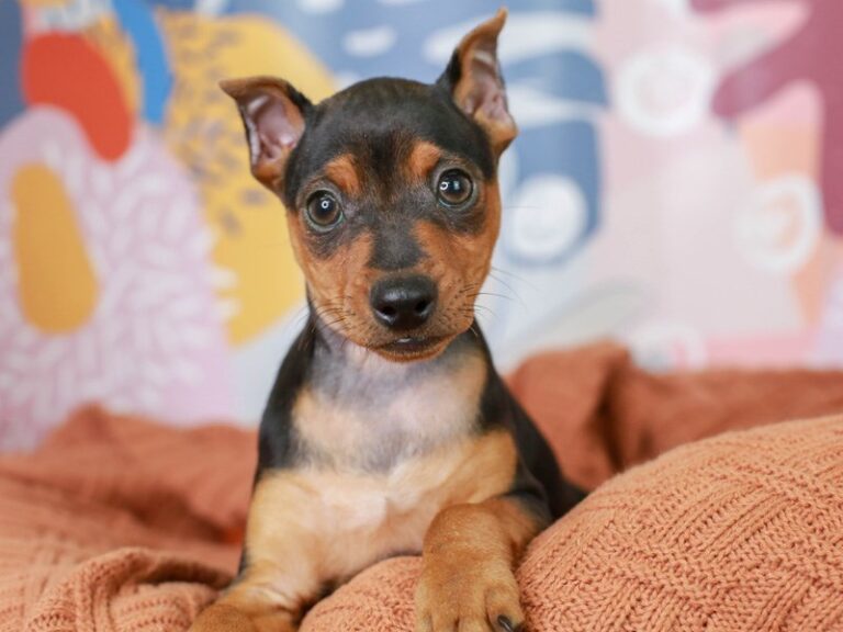 Mini Pinscher