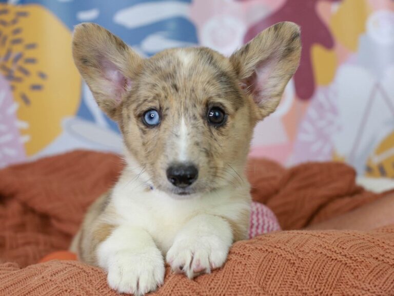 Pembroke Welsh Corgi