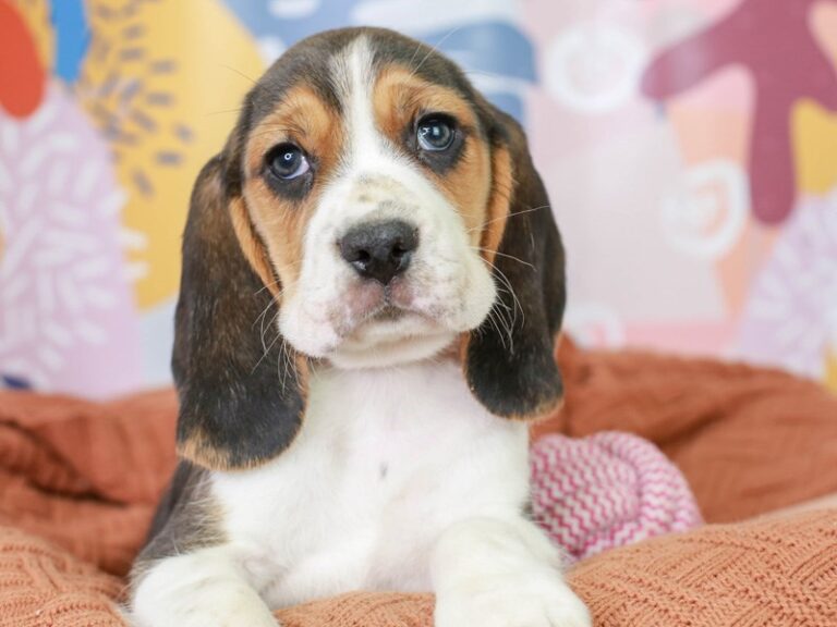 Beagle