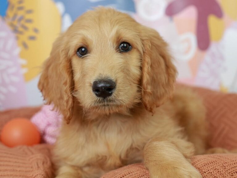 Goldendoodle