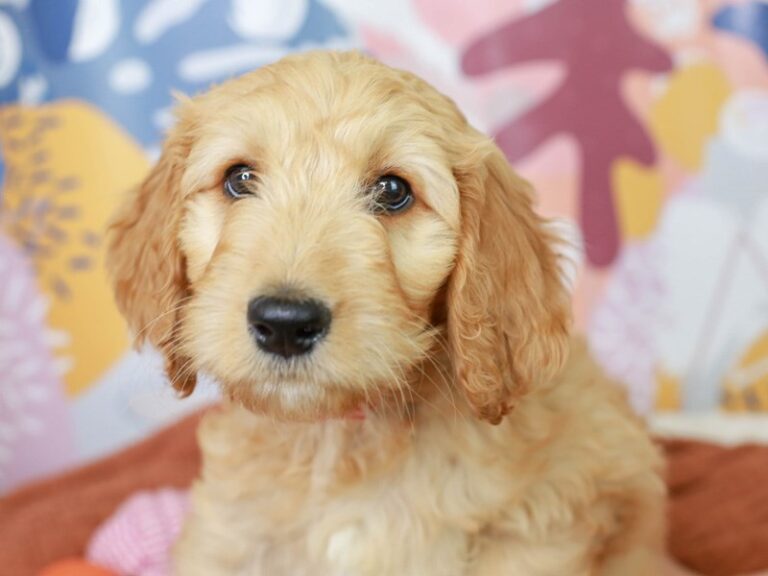 Goldendoodle