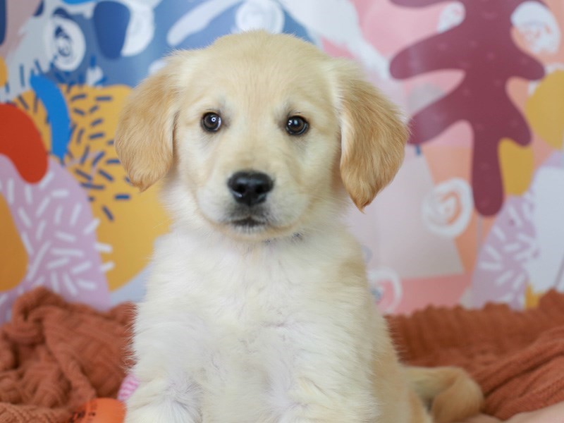 Golden Retriever-DOG-Male-GOLD-3090570-Animal Kingdom | Puppies N Love