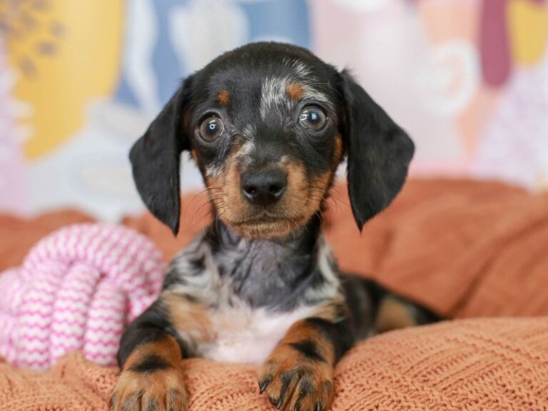 Dachshund