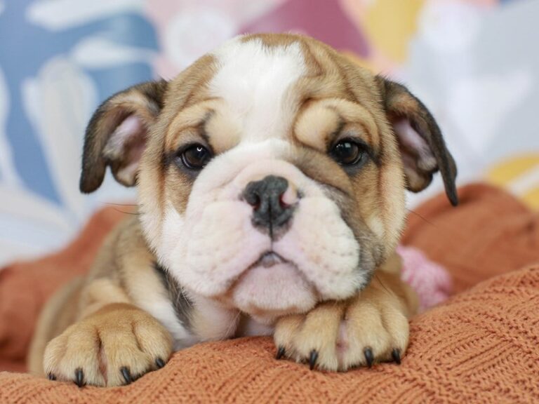 English Bulldog