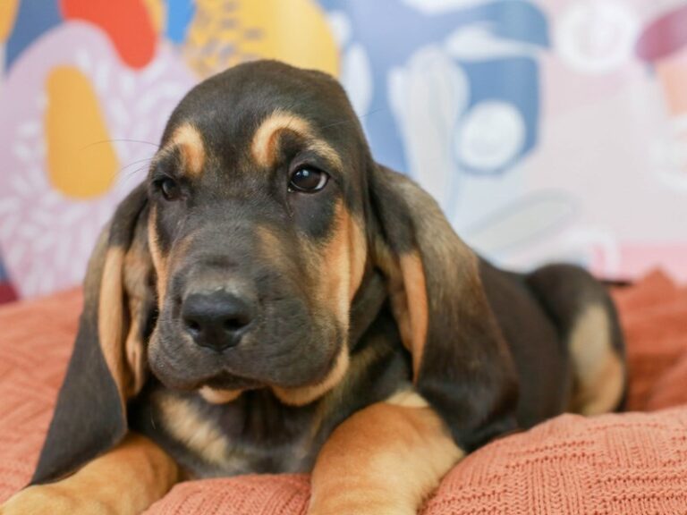 Bloodhound