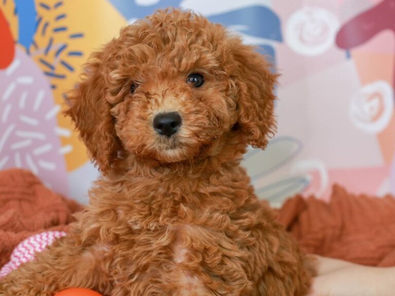 Mini Goldendoodle