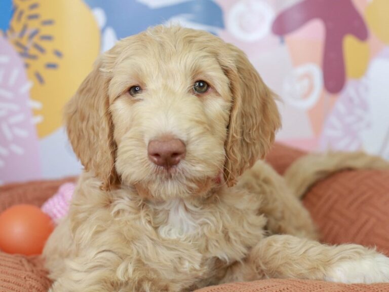 Goldendoodle