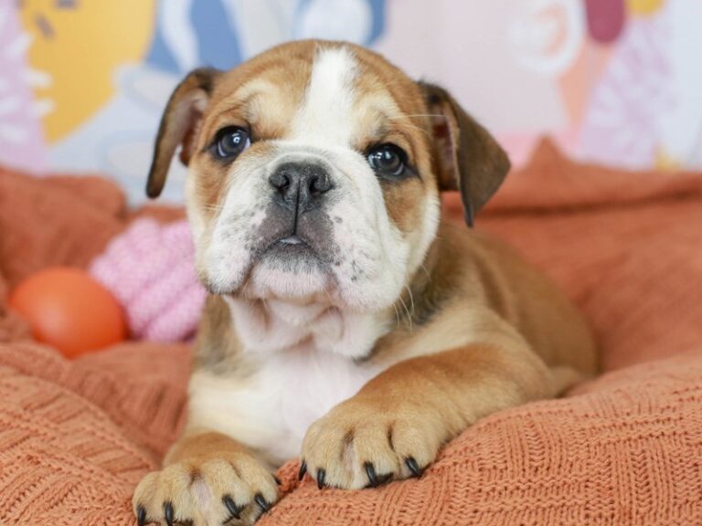 English Bulldog