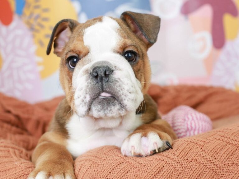English Bulldog