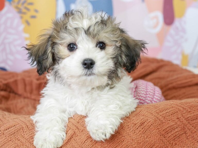 Coton De Tulear